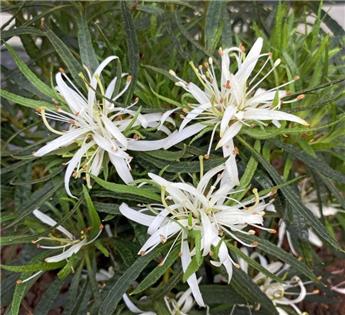 Azalea japonica Starstyle® WHITE Pot C3
