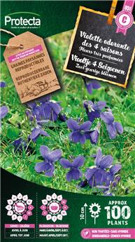 Violette odorante des 4 saisons (Protecta)