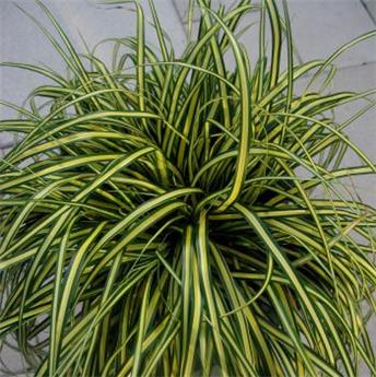 Carex oshimensis Everoro Pot P17 cm - C2L