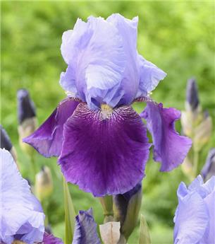 Iris germanica Wabash Pot C2.5L
