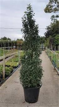 Prunus lusitanica Brenelia 100 125 cm Pyramide Pot C15 **Plus compact et parfumé**