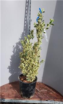 Euonymus japonicus Bravo 100 125 Pot C18Litres  ** Plante XL, bien dense **