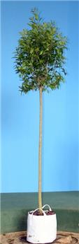 Prunus laurocerasus Etna Haute Tige 10 12 Pot * Tronc 180 cm