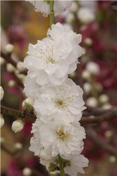 Prunus taoflora White C7.5L