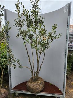 Quercus ilex 200 250 cm Cepee Multitroncs