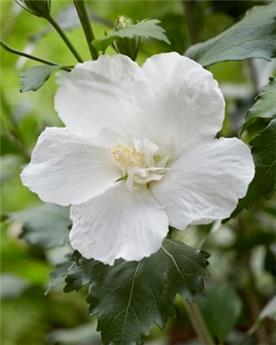 Hibiscus syriacus Flower Tower White 80 100 cm Pot C5Litres ** Naturellement étroit **