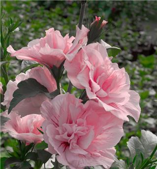 Hibiscus syriacus Pink Giant Pot C10L