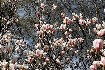 Magnolia soulangiana 175 200 XXL Pot C35Litres ** Grosse plante **
