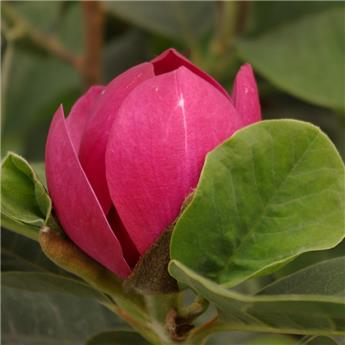 Magnolia Black Tulip® Pot C7.5