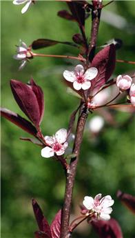 Prunus cistena Demi Tige 8 10