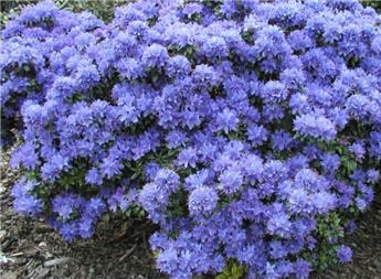 Rhododendron impeditum Blue Tit 20 30 cm Pot C2 ** Nain **
