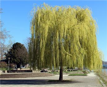 Salix sepulcralis Chrysocoma Haute Tige 16 18 Pot Fort ** Saule pleureur **