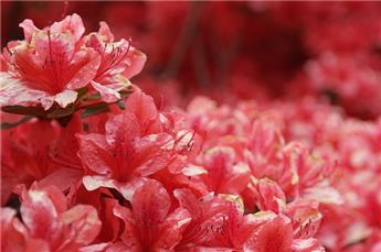 Azalea japonica Blaauw S Pink 25 30  Pot P17