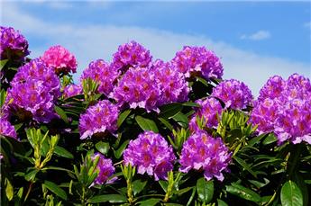 Rhododendron Ponticum 150 175 cm ** Plantes XTRA fortes XXL **