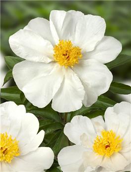 Paeonia lactiflora White Wings Pot C2 ** Blanc simple **