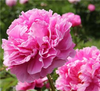 Paeonia lactiflora Alexander Fleming Pot P15-17 cm ** Pivoine rose Parfumée **