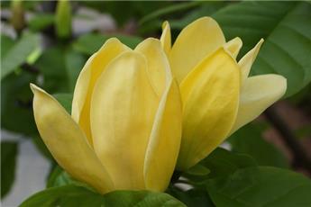Magnolia brookl. Yellow Bird Pot C7.5Litres