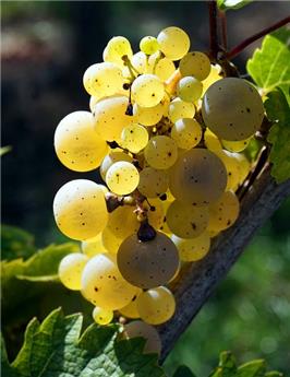 Vitis vinifera Solaris Pot C5 Greffé ** Résistant aux maladies **