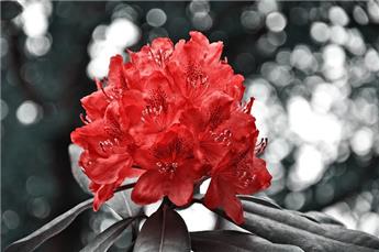 Rhododendron Red Jack 80 C18