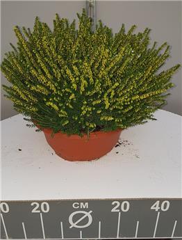 Erica darleyensis XXL coupe Diam. 30 cm