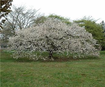 Prunus serrulata Shirotae Haute Tige 18 20