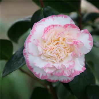 Camellia japonica Margaret Davis Pot C5