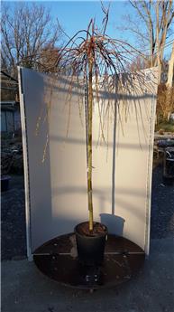 Salix Caprea Kilmarnock haute Tige 180 cm Pot C7.5L ** Saule pleureur nain **