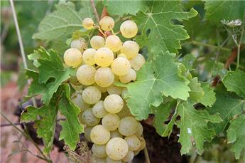 Vitis vinifera Goldberry (Golden Lady) Blanc Pot C3 ** Sucrée,très résistante aux maladies et au froid ** ** Greffé / pied américain **
