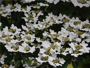 VIBURNUM plicatum Sum snow flake (blanc) C.4L RC