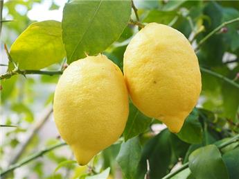 Citrus lemon Meyeri sur mini tronc Pot P22 ** Citron jaune parfumé **