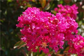 Lagerstroemia indica Pink Velours 200 250 cm Buisson Pot C35Litres